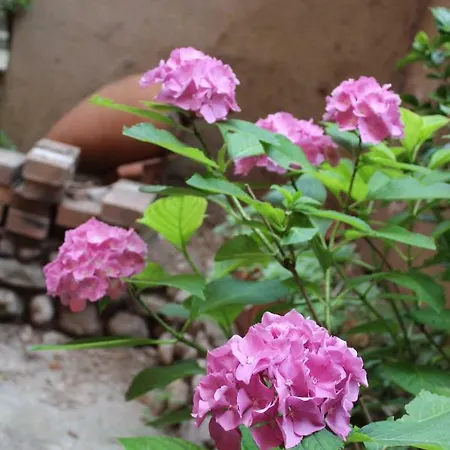 Appartamento Il Giardino Dei Fiori